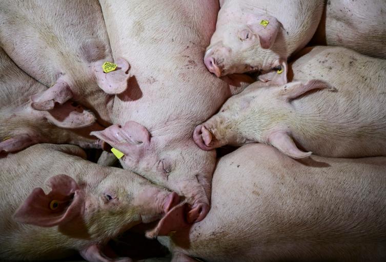 Peste porcina africana ya está en Latinoamérica | Alerta Tolima