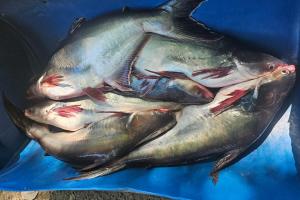 Autoridades alertan por posible presencia del pez pangasius en la Represa de Betania.  
