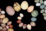 Colombia recibió la mayor colección de huevos de aves de Latinoamérica 